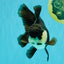 UNIQUE Panda Oranda Female 5-5.5 inches #041726OR_09