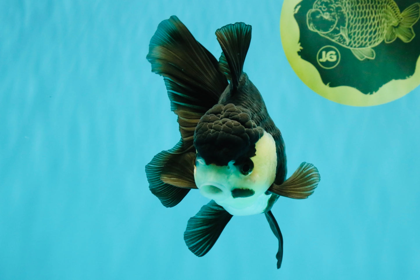 UNIQUE Panda Oranda Female 5-5.5 inches #041726OR_09