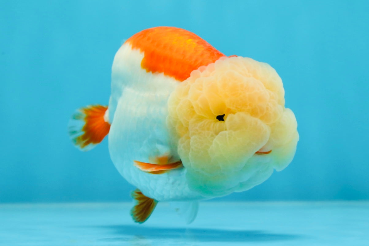 Marshmallow AAA Grade Red White LionKing 4 inches #042525LC_12