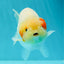 Little Chicken Nuggets Lionchu Male 4.5-5 inches #0329LC_09