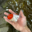 AAA Grade SUPER Red Cap Oranda Male 4.5 inches #051625OR_29