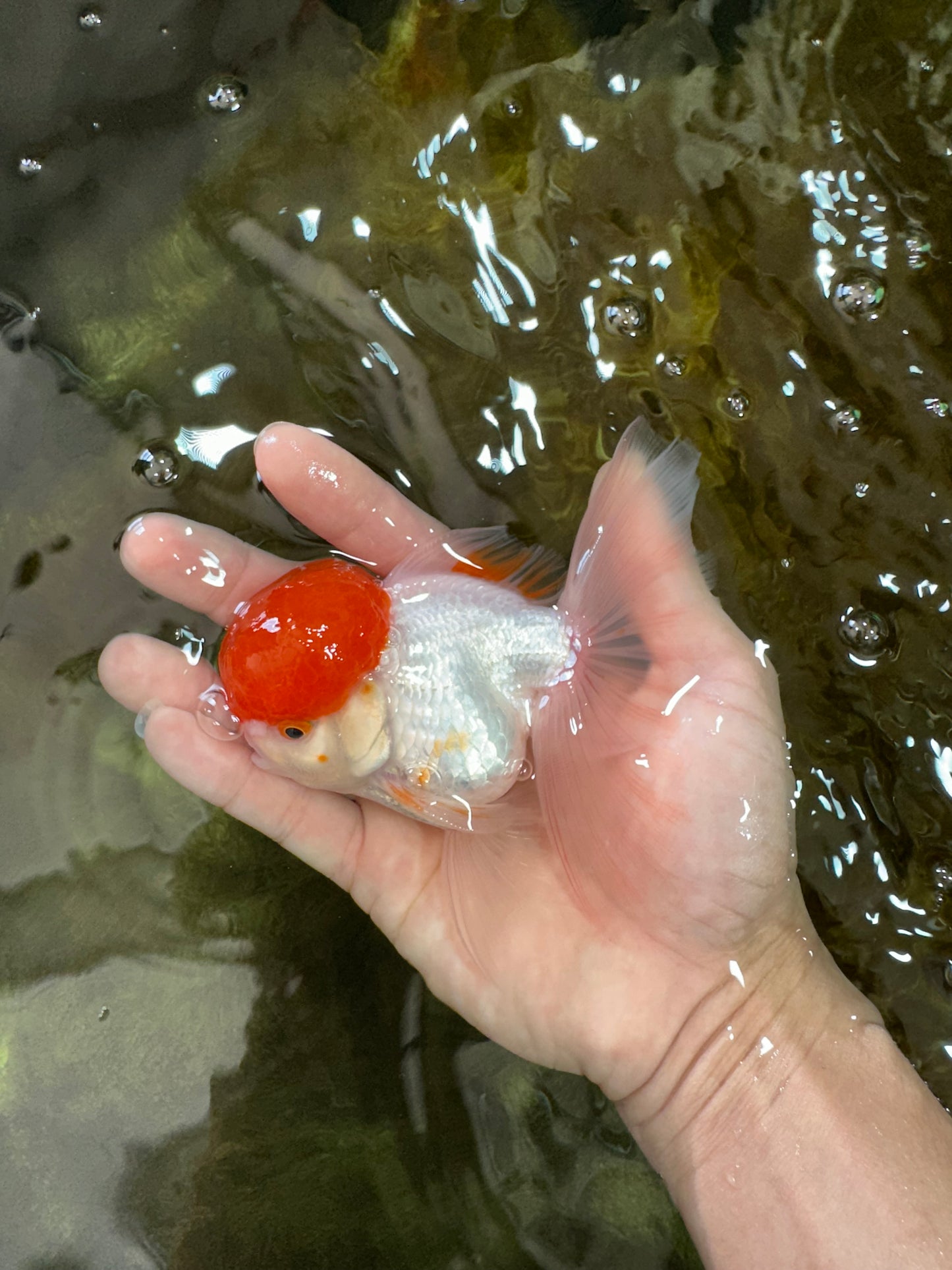 AAA Grade SUPER Red Cap Oranda Male 4.5 inches #051625OR_29
