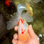 A Grade Lipstick Red White Oranda Male 5.5-6 inches #102326OR_14