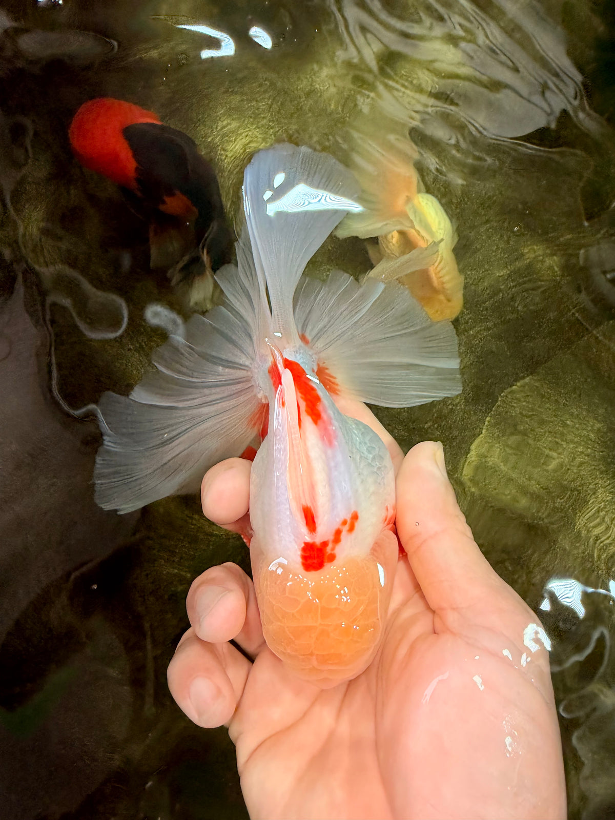 A Grade Lipstick Red White Oranda Male 5.5-6 inches #102326OR_14