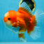 A Grade Jade Head Red White Oranda Female 6 inches #091225OR_13