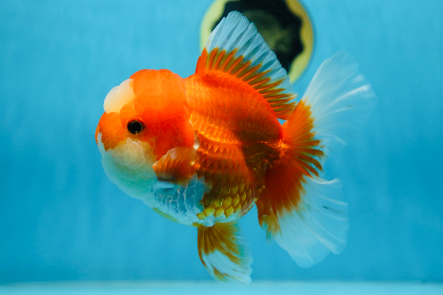 A Grade Jade Head Red White Oranda Female 6 inches #091225OR_13