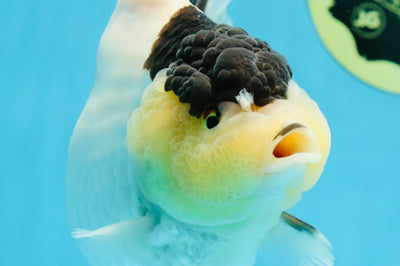 AAA Grade Panda Yuanbao Female 5.5-6 inches #101025YB_23