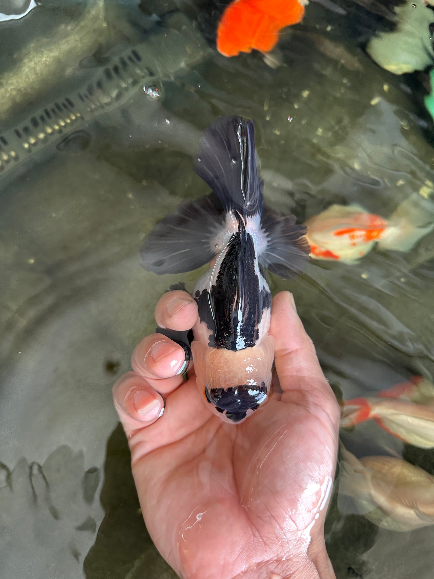 Panda Oranda Male 5 inches #081525OR_27