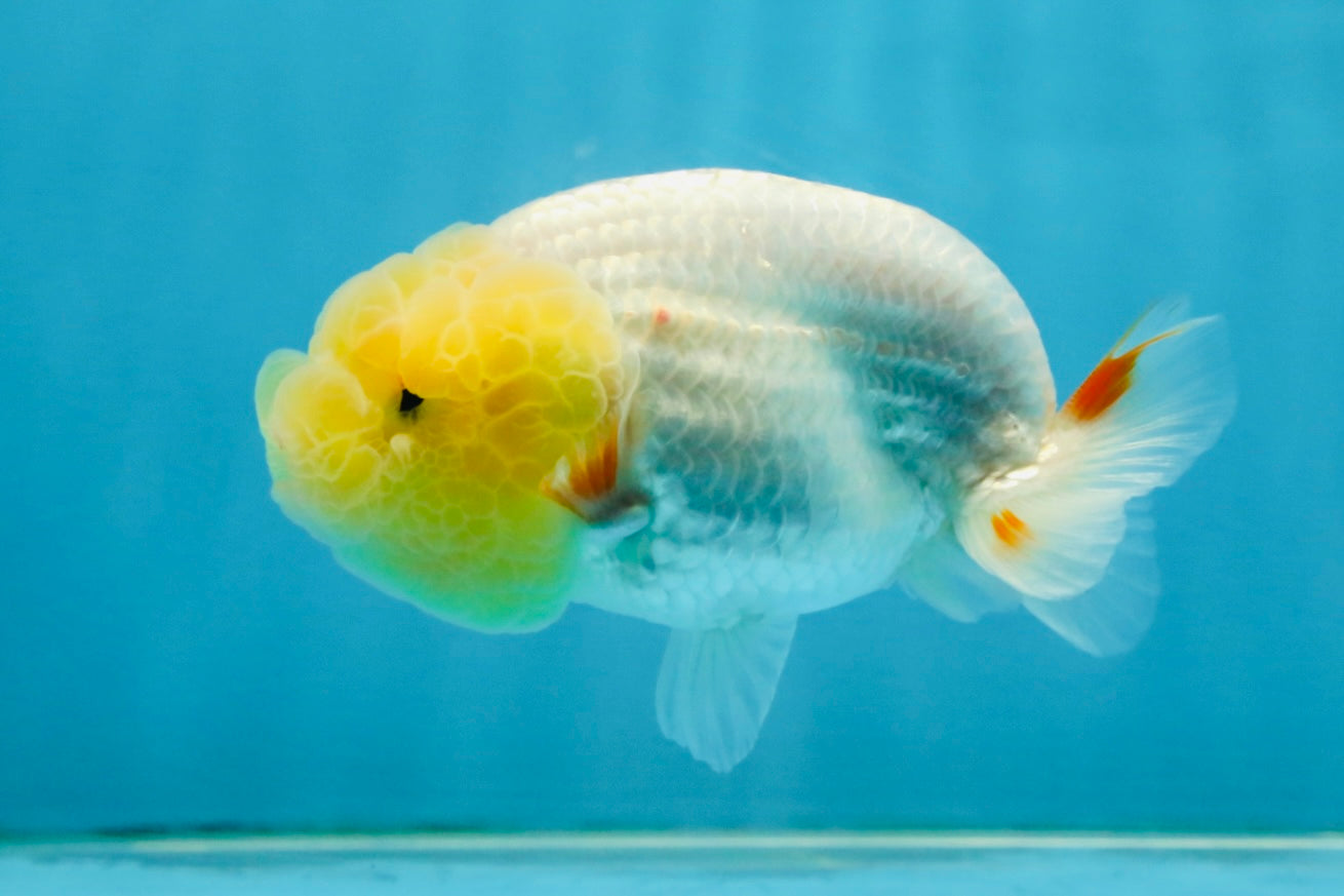 SPECIAL White Lionchu Female 4 inches #120525LC_13