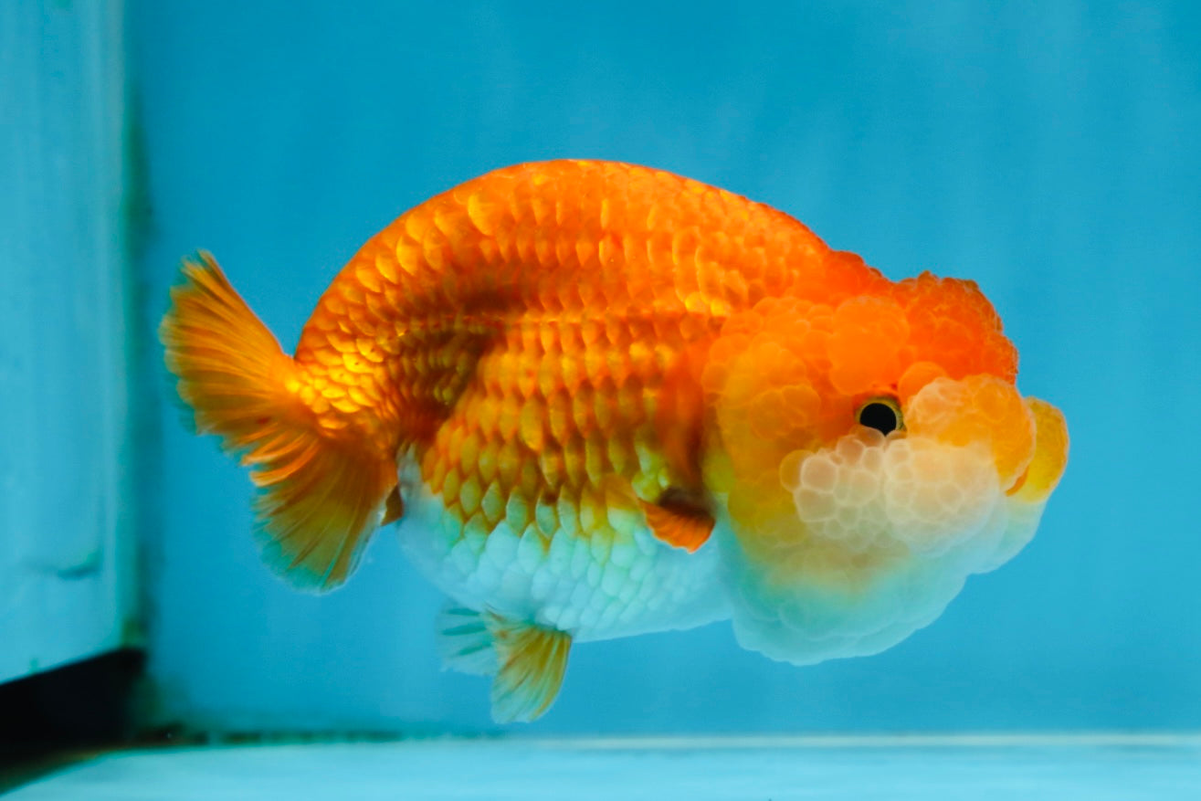 A Grade BIG WEN Red White LionQueen 4-4.5 inches #071125LC_02