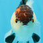 AAA Grade Tricolor Oranda Male 5 inches #080125OR_31