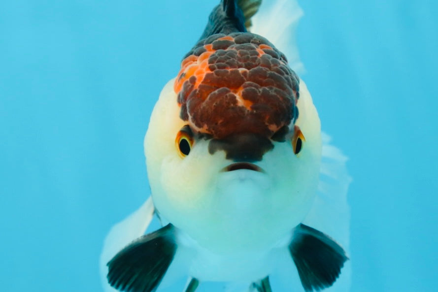 AAA Grade Tricolor Oranda Male 5 inches #080125OR_31