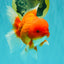 A Grade Red White Oranda Male 6 inches #101626OR_06