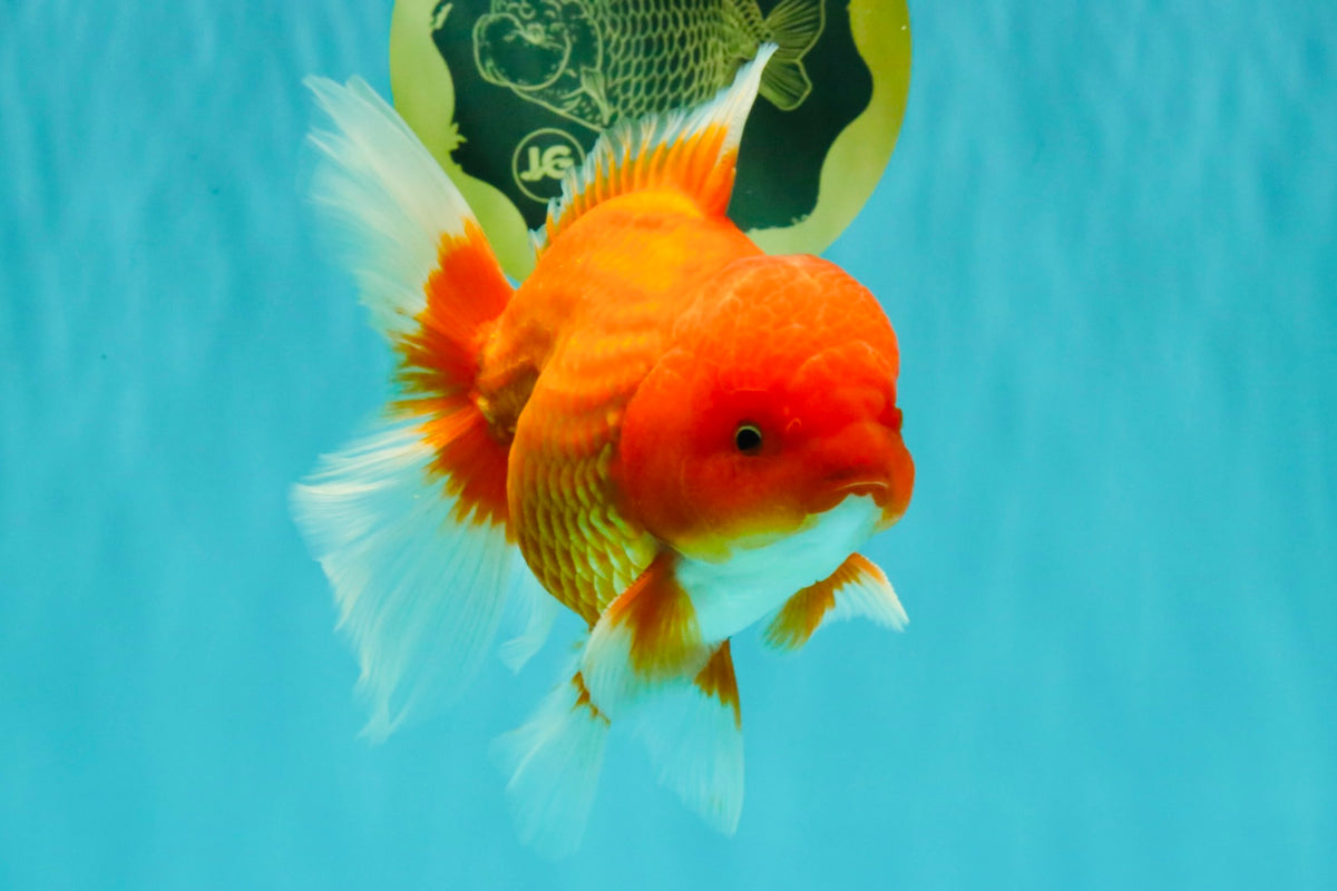 A Grade Red White Oranda Male 6 inches #101626OR_06