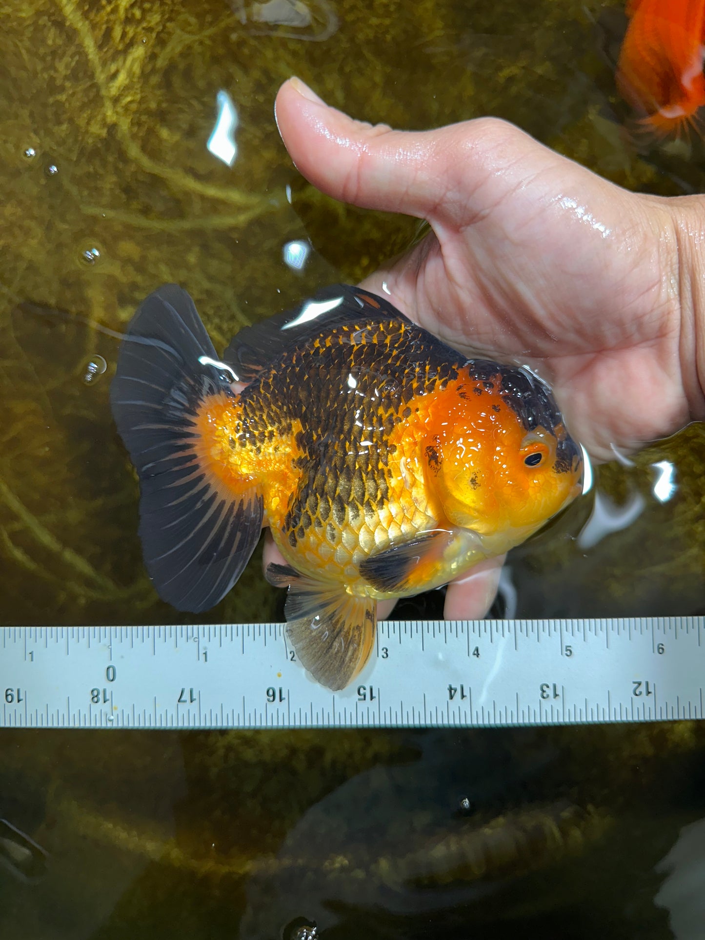 A Grade SUPER CUTE Apache Yuanbao Male 5 inches #091925YB_17