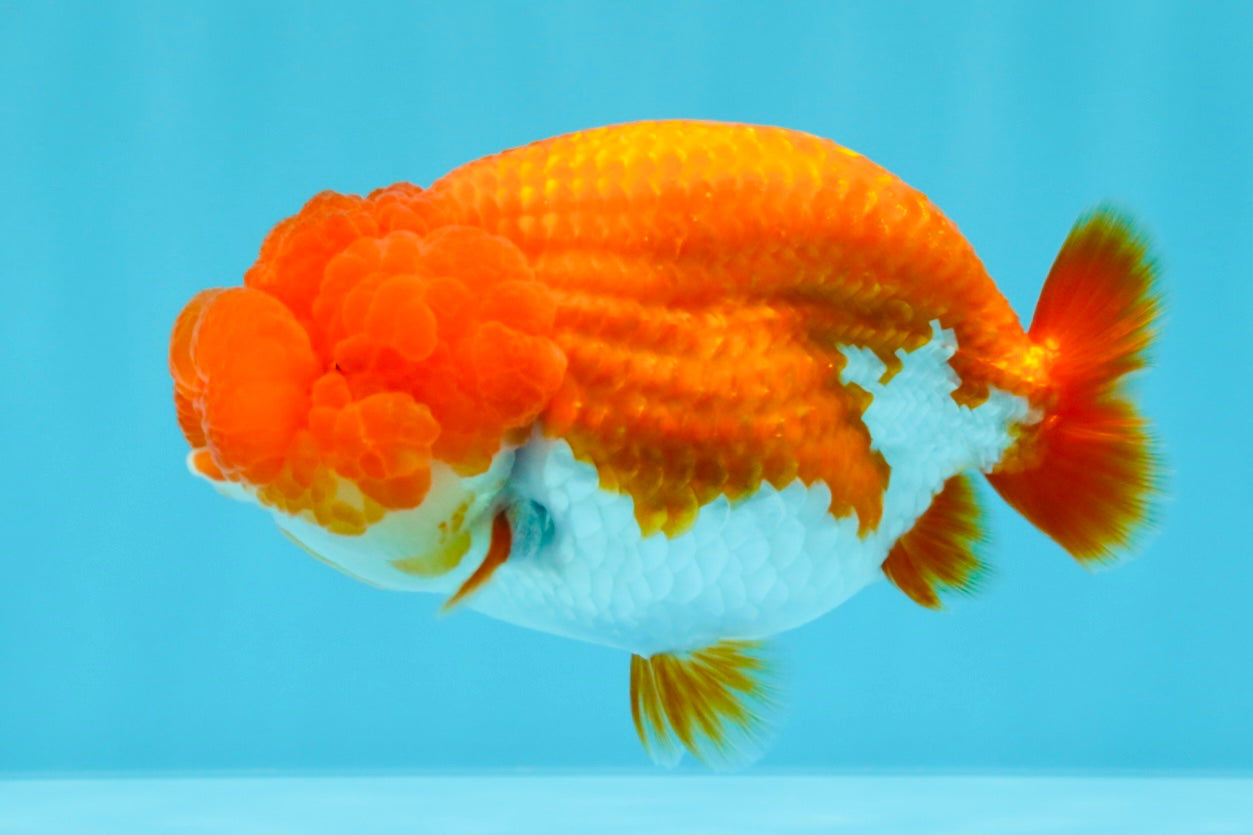 CHUBBY AAA Grade Red White LionQueen 4  inches #022026LC_16