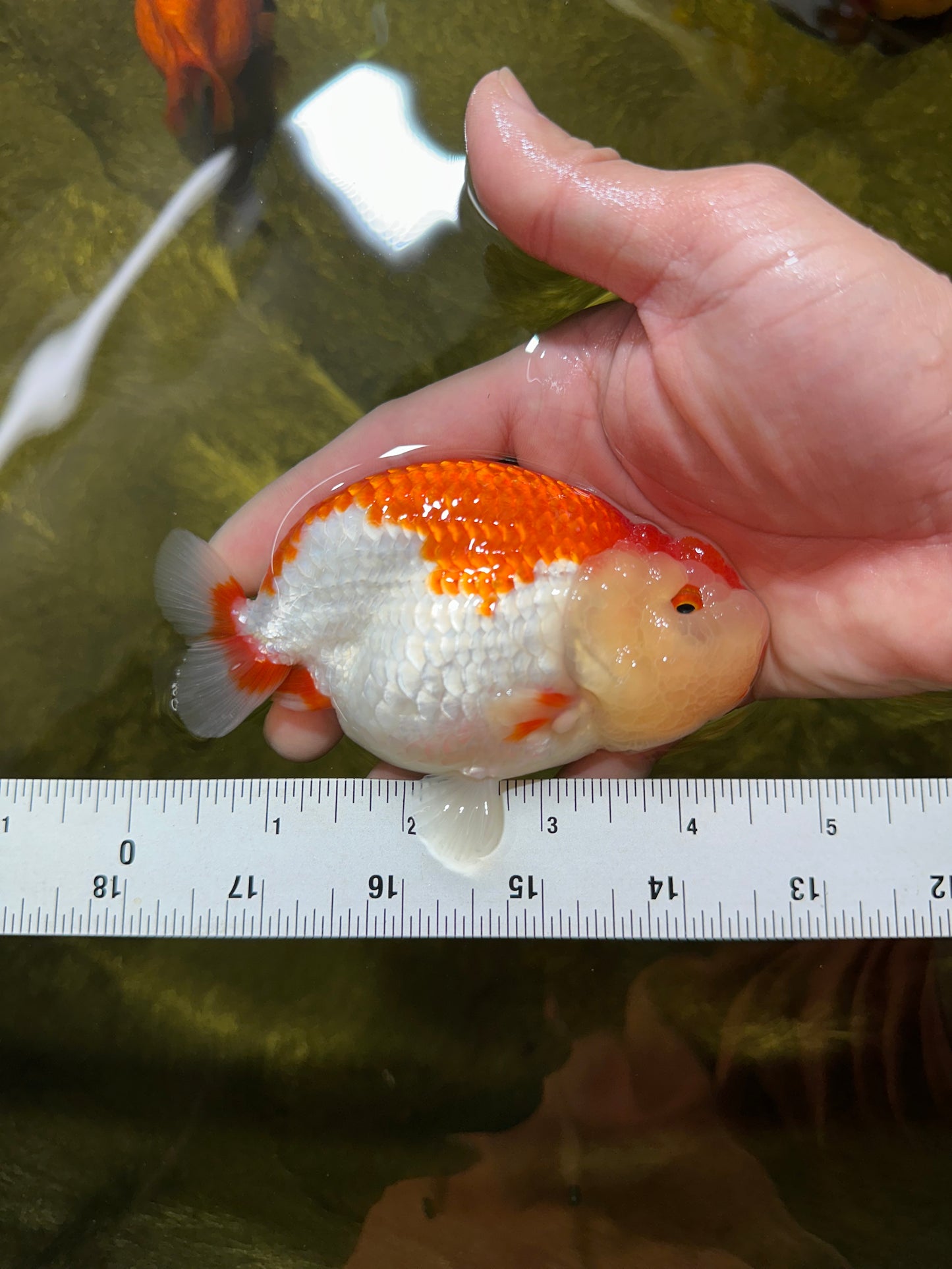 CHEEKY AAA Grade Super Cute Red White LionKing 4.5 inches #041825LC_05