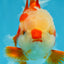 SHOW GRADE Won Runner 2nd Red White Oranda Male 5.5 inches Trophy Included #062025OR_01
