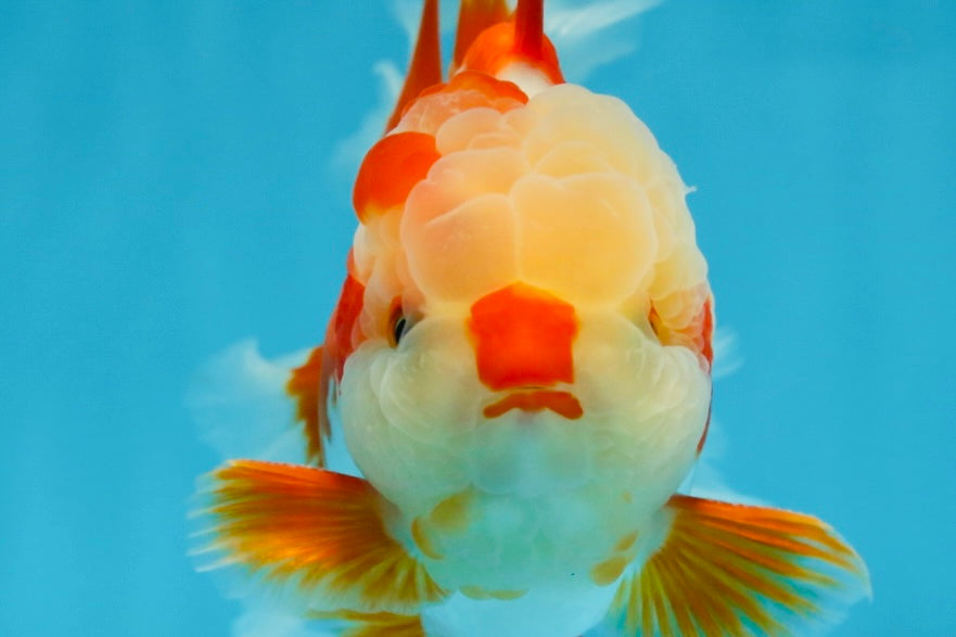 SHOW GRADE Won Runner 2nd Red White Oranda Male 5.5 inches Trophy Included #062025OR_01