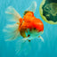 A Grade Red White Oranda Male 6-6.5 inches #100926OR_25