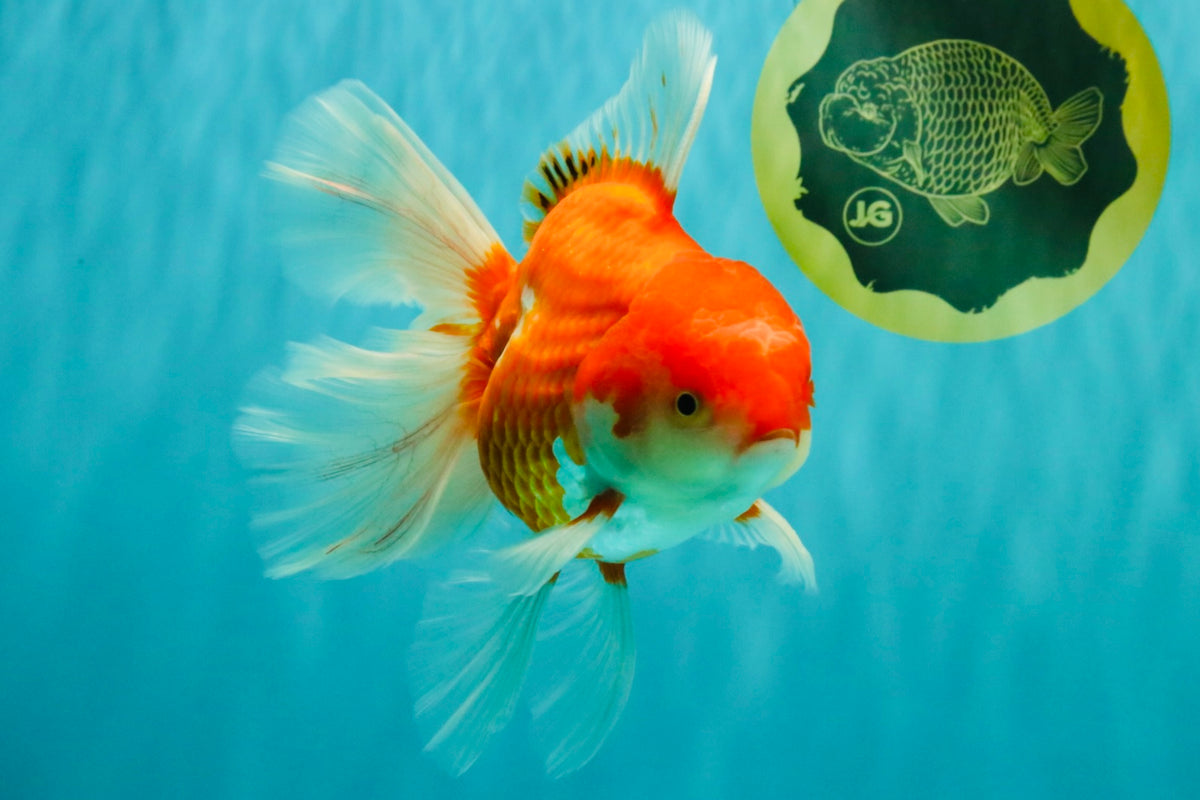 A Grade Red White Oranda Male 6-6.5 inches #100926OR_25