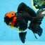 AAA Grade LAVA Tricolor Oranda Male 6 inches #090525OR_12