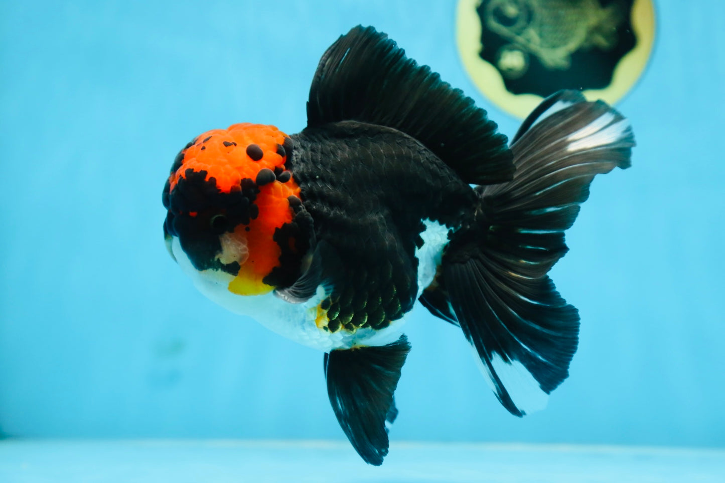 AAA Grade LAVA Tricolor Oranda Male 6 inches #090525OR_12