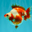 A Grade Red White Ryukin Female 4 inches #050126RK_03
