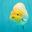 AAA Grade Diamond Scale White Sakura Ranchu Male 5.5-6 inches #100226RC_26