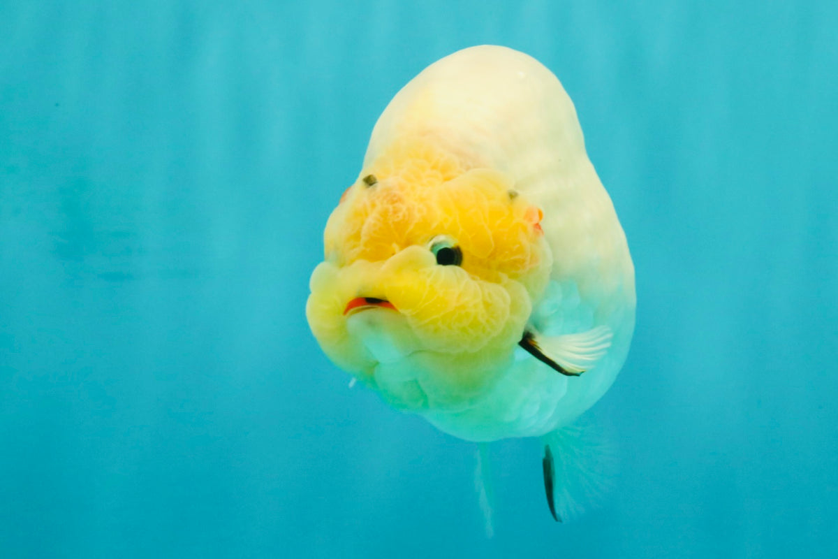 AAA Grade Diamond Scale White Sakura Ranchu Male 5.5-6 inches #100226RC_26