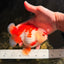 SUPER CUTE A Grade Red White Yuanbao Male 5-5.5 inches #041726YB_16