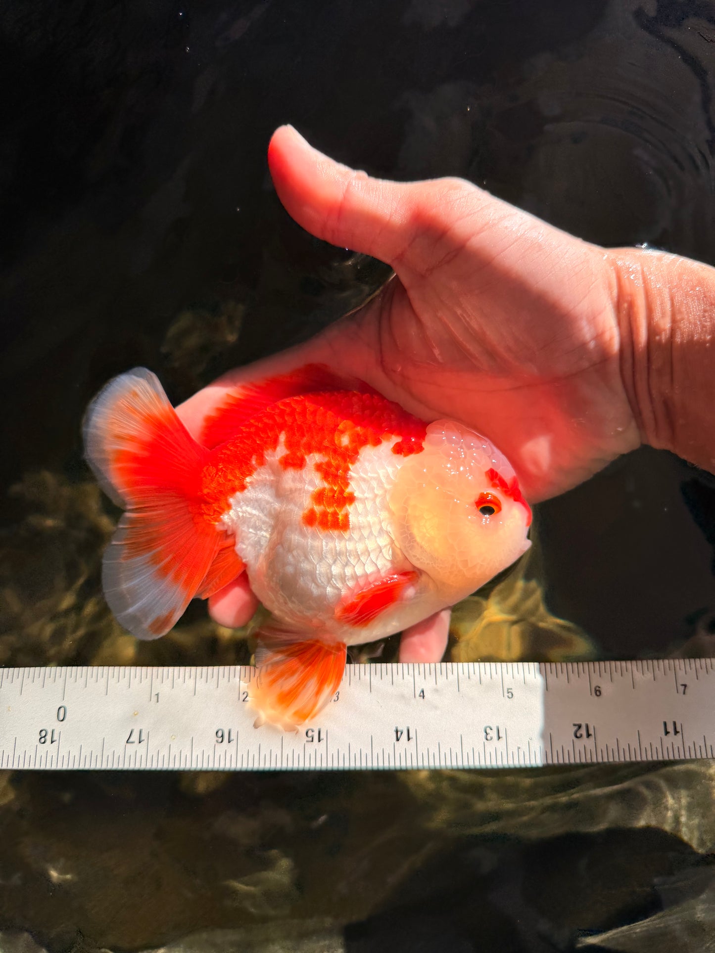 SUPER CUTE A Grade Red White Yuanbao Male 5-5.5 inches #041726YB_16