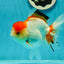 Red White Oranda Female 5-5.5 inches #110824OR_06