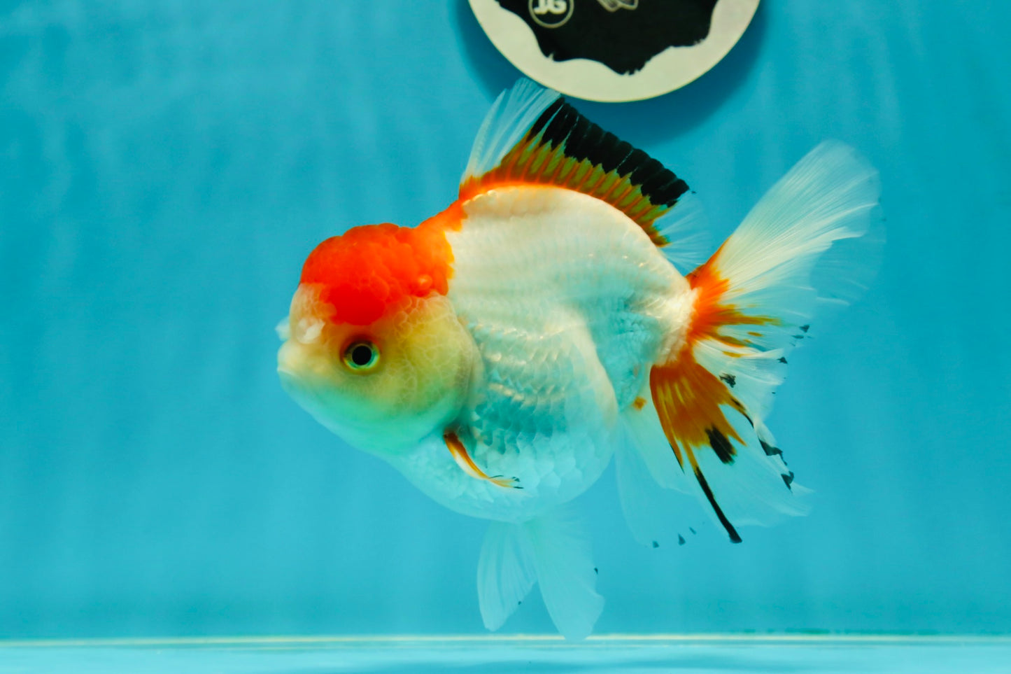 Red White Oranda Female 5-5.5 inches #110824OR_06