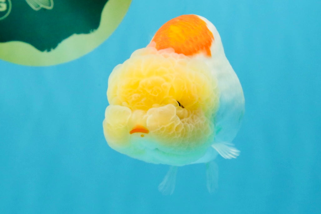 ADORABLE Orange White LionChu Female 4.5 inches #041026LC_18