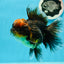 AAA Grade Tiger Oranda Female 5 inches #0119OR_07