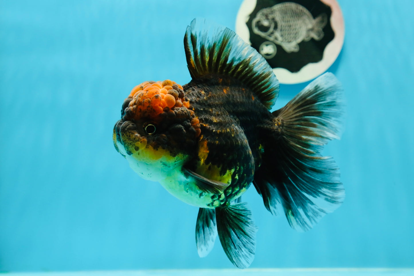 AAA Grade Tiger Oranda Female 5 inches #0119OR_07