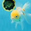 A Grade White Oranda Female 5.5 inches #062725OR_22