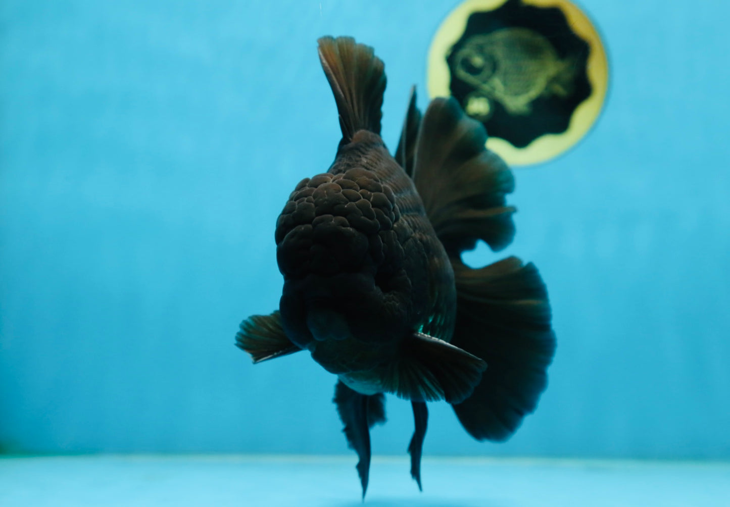 CHONKY AAA Grade Godzilla Black Oranda Male 6  inches #082225OR_13