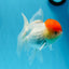 Oranda femelle à calotte rouge de catégorie AAA, 4,5 à 5 pouces #0830OR_09