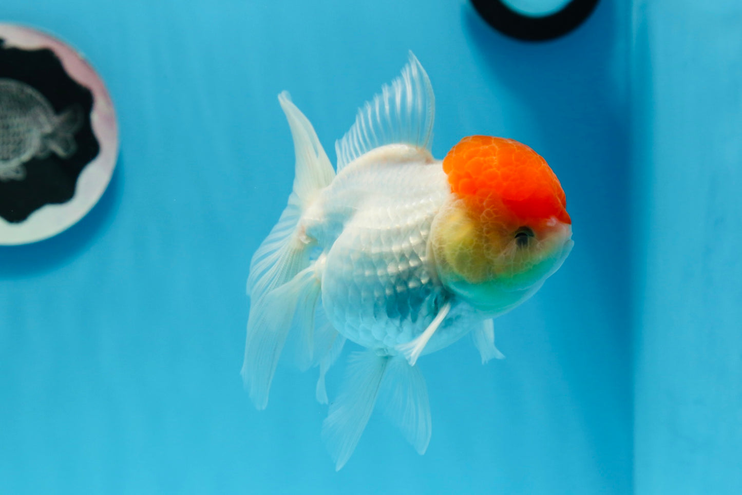 Oranda femelle à calotte rouge de catégorie AAA, 4,5 à 5 pouces #0830OR_09