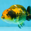 A Grade Chinese Apache Ranchu 4.5-5 inches #110725RC_12