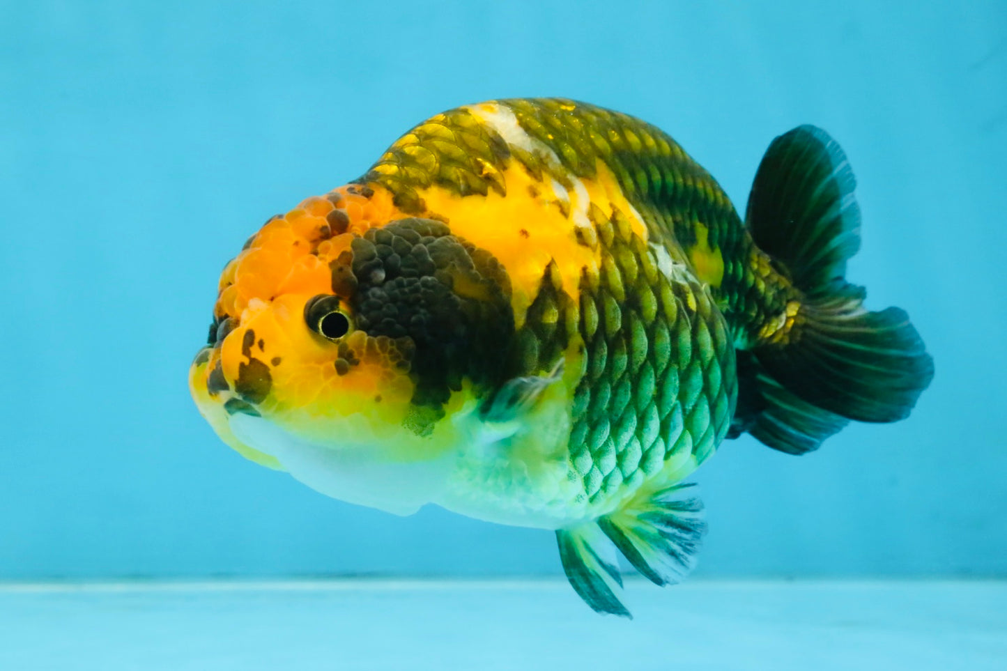 A Grade Chinese Apache Ranchu 4.5-5 inches #110725RC_12