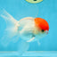 A Grade Little Tomato Cap Red Cap Oranda Male 4-4.5 inches #062025OR_18