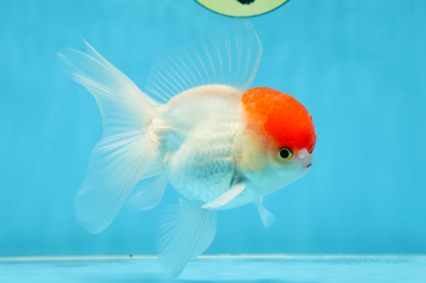 A Grade Little Tomato Cap Red Cap Oranda Male 4-4.5 inches #062025OR_18