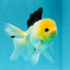A Grade Panda Button Eyes Oranda Male 5-5.5 inches #031326OR_28