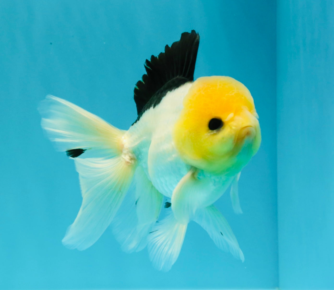 A Grade Panda Button Eyes Oranda Male 5-5.5 inches #031326OR_28