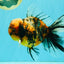 A Grade Calico Tiger Oranda Male 6.5-7 inches #080726OR_17