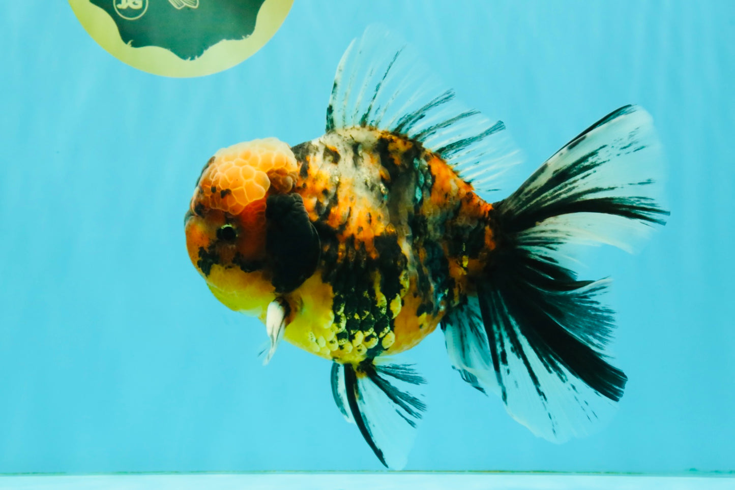 A Grade Calico Tiger Oranda Male 6.5-7 inches #080726OR_17