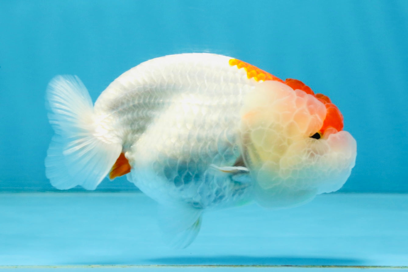 FLUFFY WEN AAA Grade Red White LionQueen 4 inches #112825LC_08